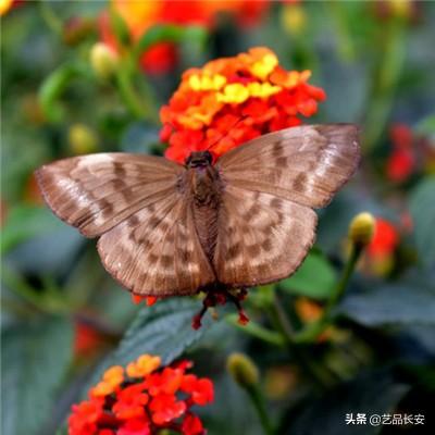 天姬变之万妖云梦集腾讯版下载